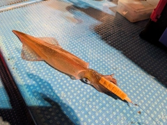 ヤリイカの釣果