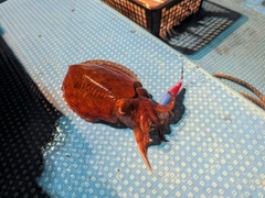 コウイカの釣果