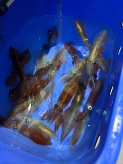 マルイカの釣果