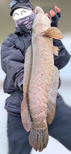 ライギョの釣果