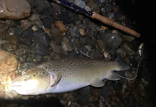 ブラウントラウトの釣果