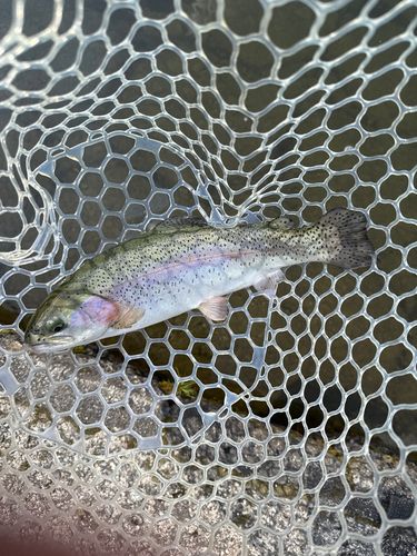 ニジマスの釣果