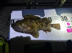 ムラソイの釣果