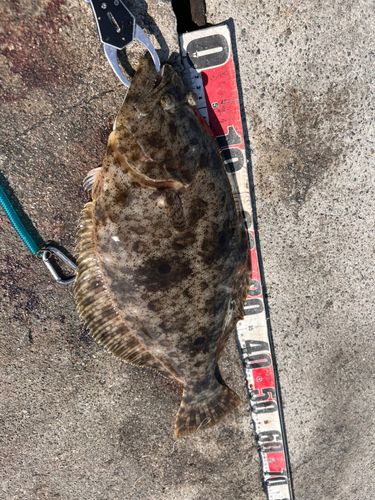 ヒラメの釣果