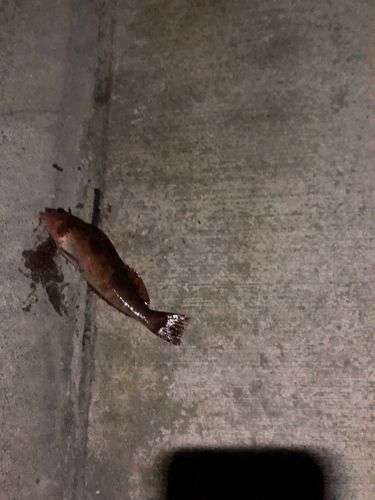 アイナメの釣果