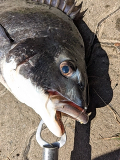 クロダイの釣果