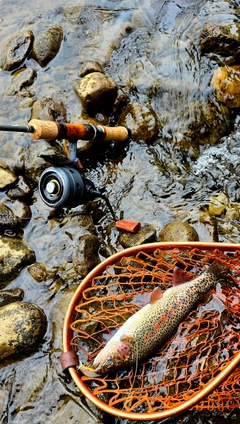 ニジマスの釣果