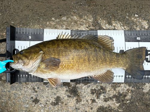 スモールマウスバスの釣果