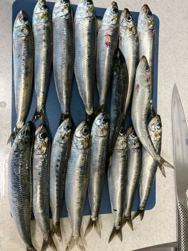 イワシの釣果