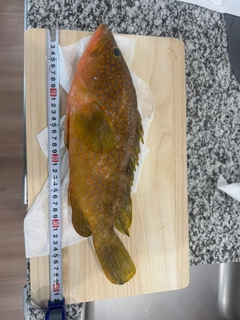 キジハタの釣果