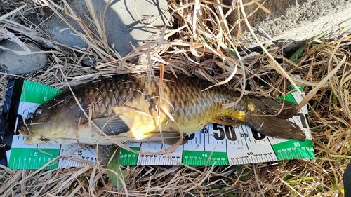 コイの釣果