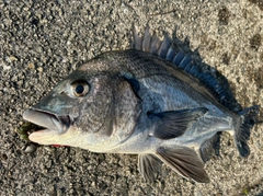 チヌの釣果