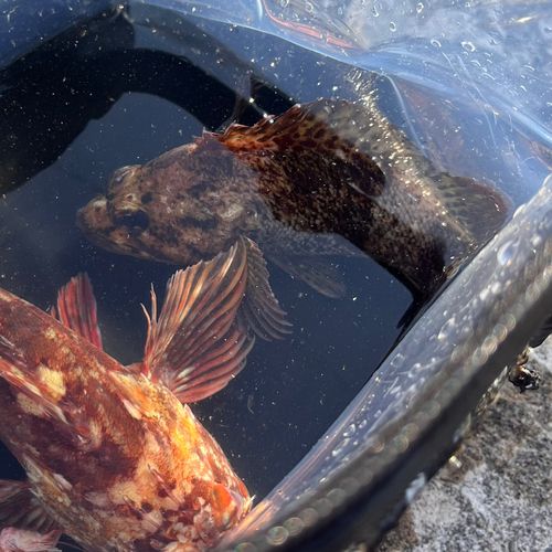 オウゴンムラソイの釣果