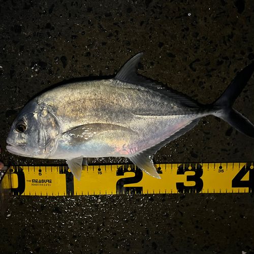 ロウニンアジの釣果