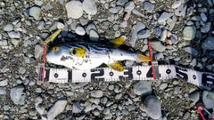 シマフグの釣果