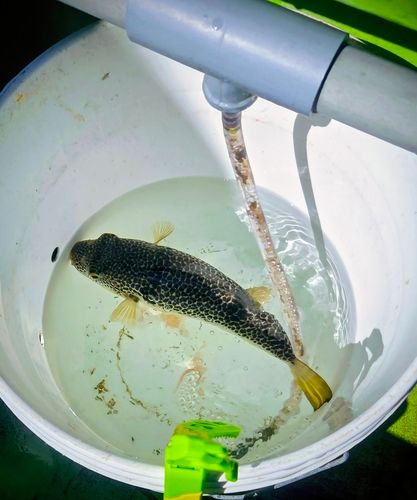 ショウサイフグの釣果
