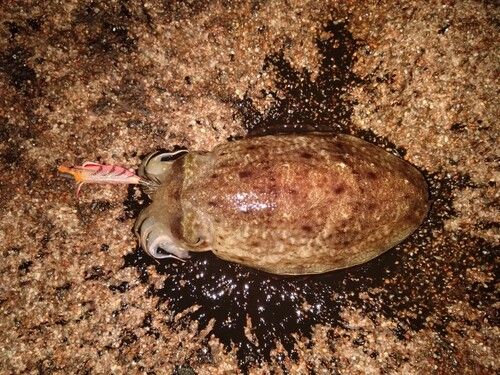 コウイカの釣果