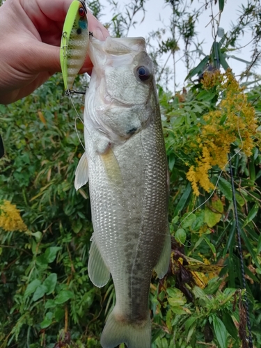 ブラックバスの釣果