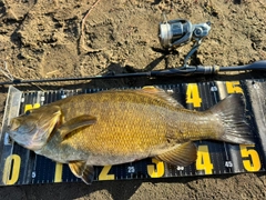 スモールマウスバスの釣果