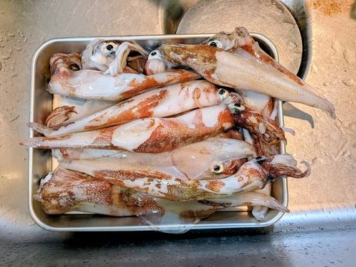 ヤリイカの釣果