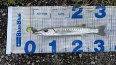 カマスの釣果