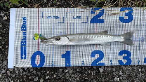 カマスの釣果