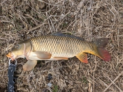 コイの釣果