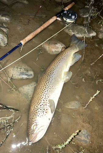 ブラウントラウトの釣果