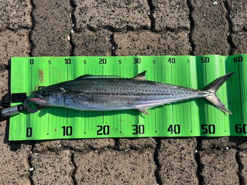 サゴシの釣果