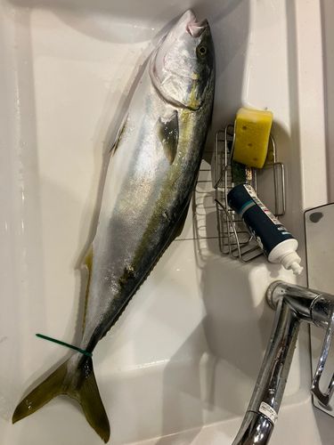 ブリの釣果