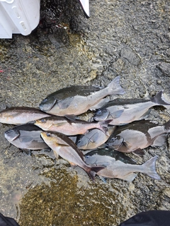 クチブトグレの釣果