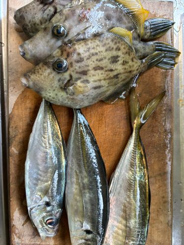 カワハギの釣果
