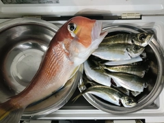 アカアマダイの釣果