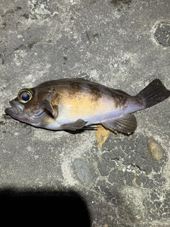 クロメバルの釣果