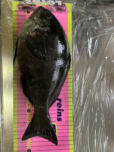 メジナの釣果