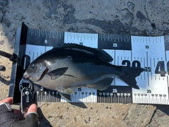 メジナの釣果