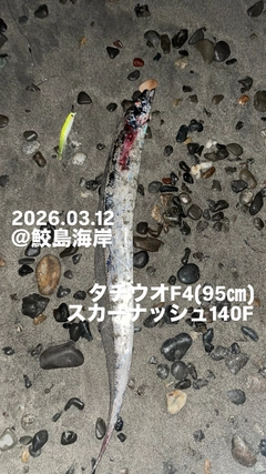 タチウオの釣果