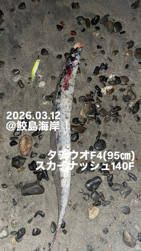 タチウオの釣果