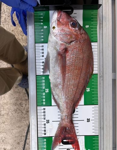 タイの釣果