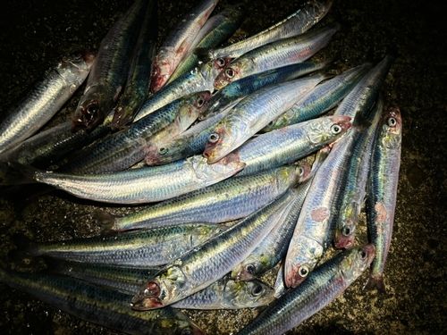 イワシの釣果