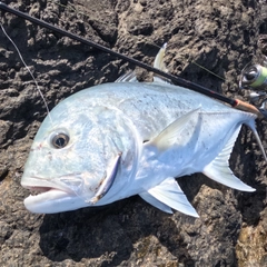 ロウニンアジの釣果