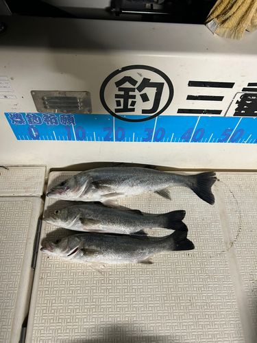 シーバスの釣果