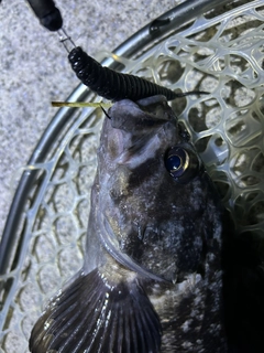 クロソイの釣果