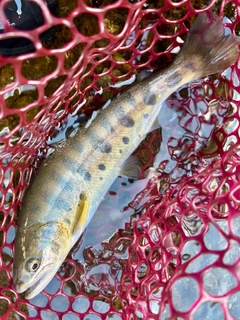 ヤマメの釣果