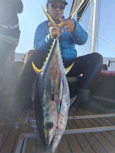 キハダマグロの釣果