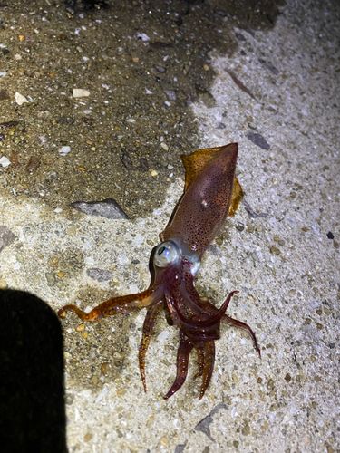 ヒイカの釣果