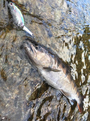 ヤマメの釣果