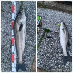 マルスズキの釣果