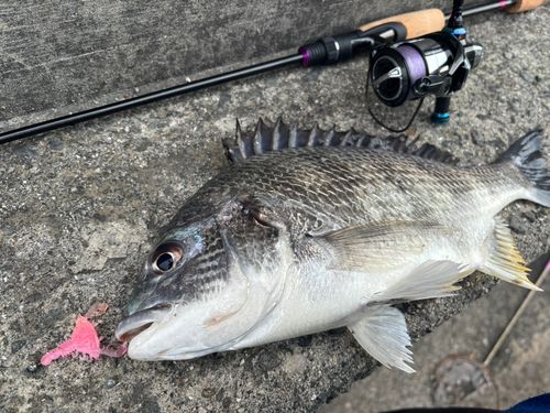 キチヌの釣果