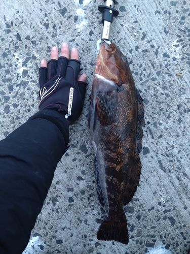アイナメの釣果